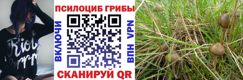 купить наркотики цена Калуга Псилоцибиновые грибы Psilocybe
